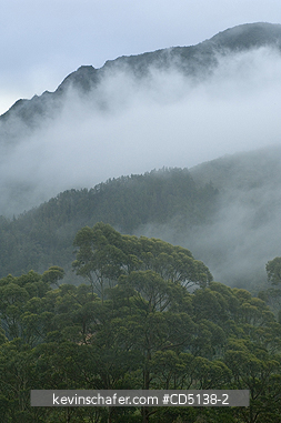 BRAZIL: Misty forest and mountains, Mantiqueira Range, Rio State, Southeast Brazil.