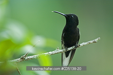 HUMMINGBIRD, BLACK JACOBIN: (Melanotrochilus fuscus), in tree, Itatiaia National Park, Southeast Brazil.