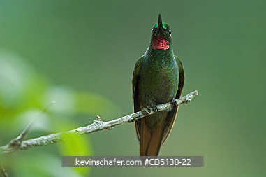 HUMMINGBIRD, BRAZILIAN RUBY: (Clytolaema rubicauda), in tree, Itatiaia National Park, Southeast Brazil.
