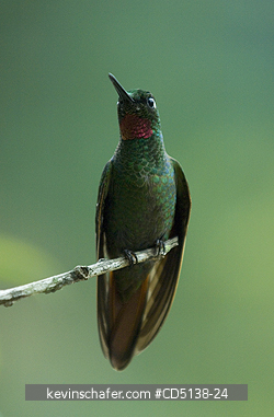 HUMMINGBIRD, BRAZILIAN RUBY: (Clytolaema rubicauda), in tree, Itatiaia National Park, Southeast Brazil.