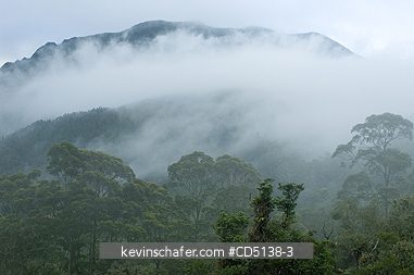 BRAZIL: Misty forest, Mantiqueira Range, Rio State, Southeast Brazil.