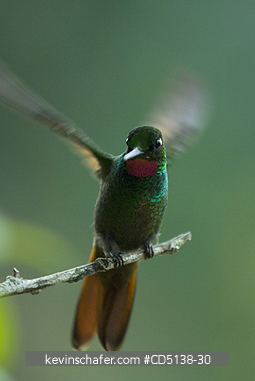 HUMMINGBIRD, BRAZILIAN RUBY: (Clytolaema rubicauda), in tree, Itatiaia National Park, Southeast Brazil.