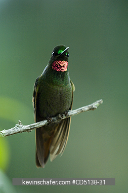 HUMMINGBIRD, BRAZILIAN RUBY: (Clytolaema rubicauda), in tree, Itatiaia National Park, Southeast Brazil.