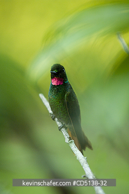 HUMMINGBIRD, BRAZILIAN RUBY: (Clytolaema rubicauda), in tree, Itatiaia National Park, Southeast Brazil.