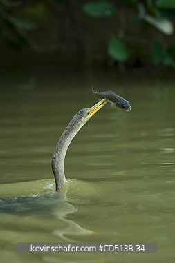 ANHINGA: (Anhinga anhinga) with fish, Pantanal, Mato Grosso, Brazil.
