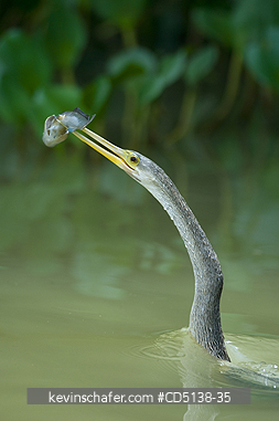 ANHINGA: (Anhinga anhinga) with fish, Pantanal, Mato Grosso, Brazil.