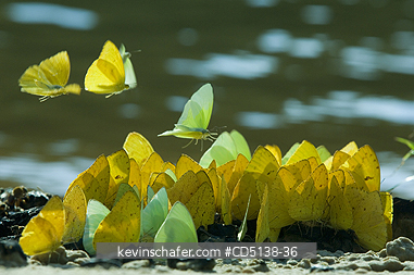 BUTTERFLIES: Butterflies feed along river bank, Piquiri River, Pantanal, Mato Grosso, Brazil.