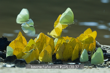 BUTTERFLIES: Butterflies feed along river bank, Piquiri River, Pantanal, Mato Grosso, Brazil.