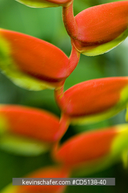 FLOWER, HELICONIA: (Heliconia rostrata) close up, Botanical Gardens, Rio de Janeiro, Brazil.