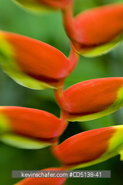 FLOWER, HELICONIA: (Heliconia rostrata) close up, Botanical Gardens, Rio de Janeiro, Brazil.
