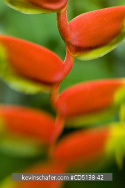 FLOWER, HELICONIA: (Heliconia rostrata) close up, Botanical Gardens, Rio de Janeiro, Brazil.