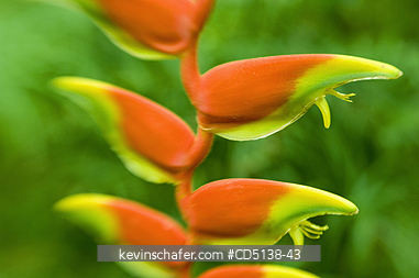 FLOWER, HELICONIA: (Heliconia rostrata) close up, Botanical Gardens, Rio de Janeiro, Brazil.