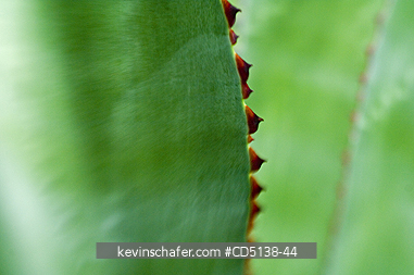 AGAVE: Close up of leaf, Botanical Gardens, Rio de Janeiro, Brazil.