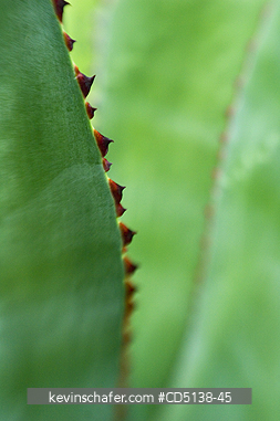 AGAVE: Close up of leaf, Botanical Gardens, Rio de Janeiro, Brazil.