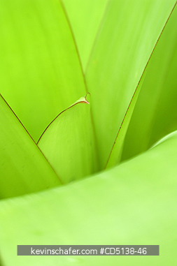 AGAVE: Close up of leaf, Botanical Gardens, Rio de Janeiro, Brazil.