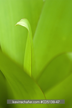 AGAVE: Close up of leaf, Botanical Gardens, Rio de Janeiro, Brazil.