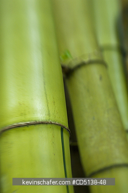 BAMBOO: Close up of stalks, Botanical Gardens, Rio de Janeiro, Brazil.