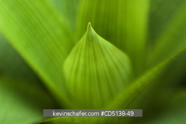 AGAVE: Close up of leaf, Botanical Gardens, Rio de Janeiro, Brazil.
