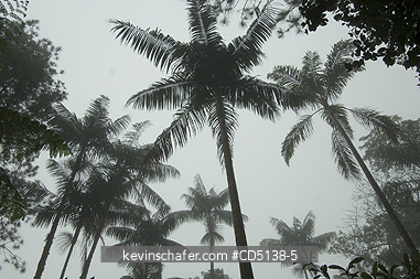 BRAZIL: Palmito Palm (Euterpe edulis) in fog, Itatiaia National Park, Mantiqueira Range, Rio State, Southeast Brazil.