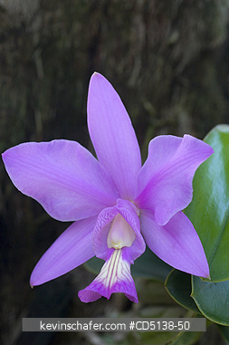 ORCHID: (Laelia sp.), wild, Pantanal, Mato Grosso, Brazil.