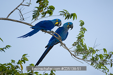 MACAW, HYACINTH: (Anodorhynchus hyacinthinus) pair in a tree, Pantanal, Mato Grosso, Brazil.
