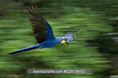 MACAW, HYACINTH: (Anodorhynchus hyacinthinus) in flight, Pantanal, Mato Grosso, Brazil.