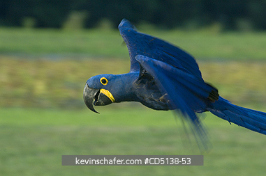 MACAW, HYACINTH: (Anodorhynchus hyacinthinus) in flight, Pantanal, Mato Grosso, Brazil.