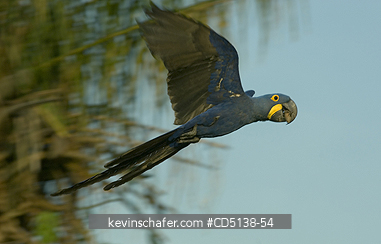 MACAW, HYACINTH: (Anodorhynchus hyacinthinus) in flight, Pantanal, Mato Grosso, Brazil.