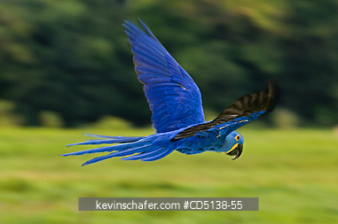 MACAW, HYACINTH: (Anodorhynchus hyacinthinus) in flight, Pantanal, Mato Grosso, Brazil.