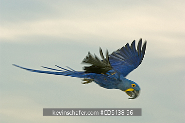 MACAW, HYACINTH: (Anodorhynchus hyacinthinus) in flight, Pantanal, Mato Grosso, Brazil.