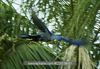 MACAW, HYACINTH: (Anodorhynchus hyacinthinus) in flight, Pantanal, Mato Grosso, Brazil.