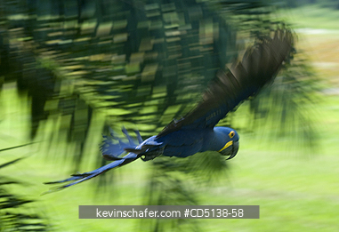 MACAW, HYACINTH: (Anodorhynchus hyacinthinus) in flight, Pantanal, Mato Grosso, Brazil.