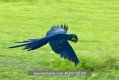 MACAW, HYACINTH: (Anodorhynchus hyacinthinus) in flight, Pantanal, Mato Grosso, Brazil.