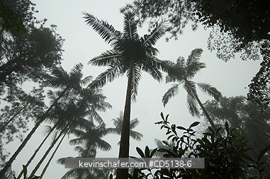 BRAZIL: Palmito Palm (Euterpe edulis) in fog, Itatiaia National Park, Mantiqueira Range, Rio State, Southeast Brazil.