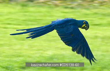 MACAW, HYACINTH: (Anodorhynchus hyacinthinus) in flight, Pantanal, Mato Grosso, Brazil.