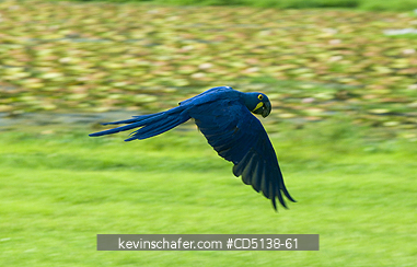 MACAW, HYACINTH: (Anodorhynchus hyacinthinus) in flight, Pantanal, Mato Grosso, Brazil.