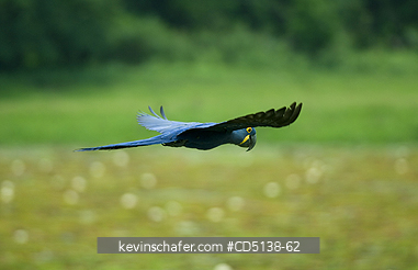 MACAW, HYACINTH: (Anodorhynchus hyacinthinus) in flight, Pantanal, Mato Grosso, Brazil.