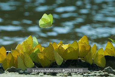BUTTERFLIES: Butterflies feeding on river bank, Piquiri RIver, Pantanal, Mato Grosso, Brazil.