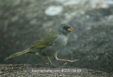 BIRD, FINCH: (Embernagra plantensis),  Great Pampa Finch, Itatiaia National Park, Southeast Brazil.