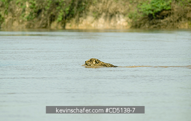 JAGUAR: (Panthera onca) Jaguar swimming to cross river, Tres Irmaos River, Pantanal, Mato Grasso, Brazil.