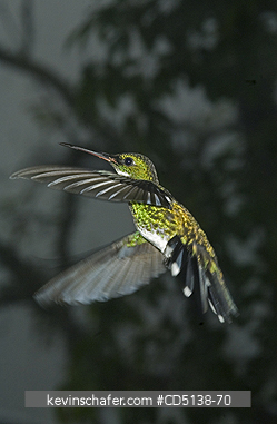 HUMMINGBIRD: (Leucochloris albicollis), White Throated, Itatiaia National Park, Southeast Brazil.