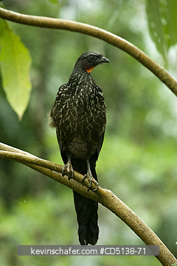 BIRD, GUAN: (Penelope obscura) Dusky-legged Guan, Itatiaia National Park, Southeast Brazil.