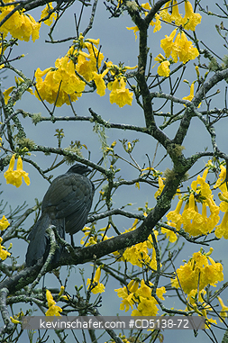 GUAN: (Penelope obscura) Dusky-legged Guan, in Ype Tree (Tabebuia) Itatiaia National Park, Southeast Brazil.