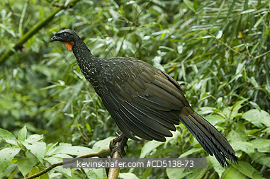 GUAN: (Penelope obscura) Dusky-legged Guan, Itatiaia National Park, Southeast Brazil.