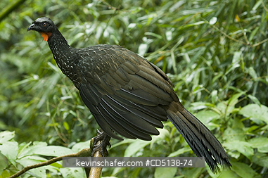GUAN: (Penelope obscura) Dusky-legged Guan, Itatiaia National Park, Southeast Brazil.