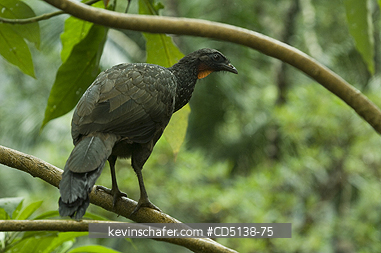 GUAN: (Penelope obscura) Dusky-legged Guan, Itatiaia National Park, Southeast Brazil.