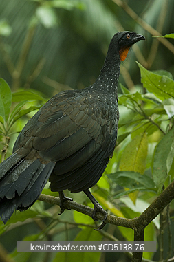 GUAN: (Penelope obscura) Dusky-legged Guan, Itatiaia National Park, Southeast Brazil.
