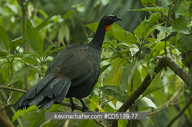 GUAN: (Penelope obscura) Dusky-legged Guan, Itatiaia National Park, Southeast Brazil.