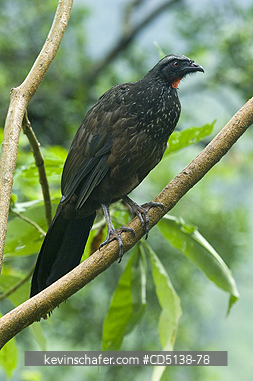 GUAN: (Penelope obscura) Dusky-legged Guan, Itatiaia National Park, Southeast Brazil.