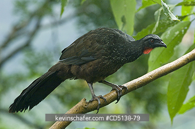 GUAN: (Penelope obscura) Dusky-legged Guan, Itatiaia National Park, Southeast Brazil.